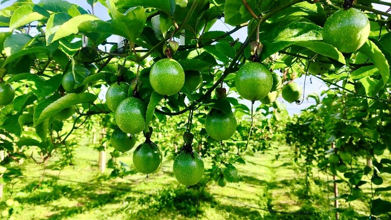 Gia Lai: Định hướng phát triển bền vững cho ngành hàng chanh leo - ảnh 1