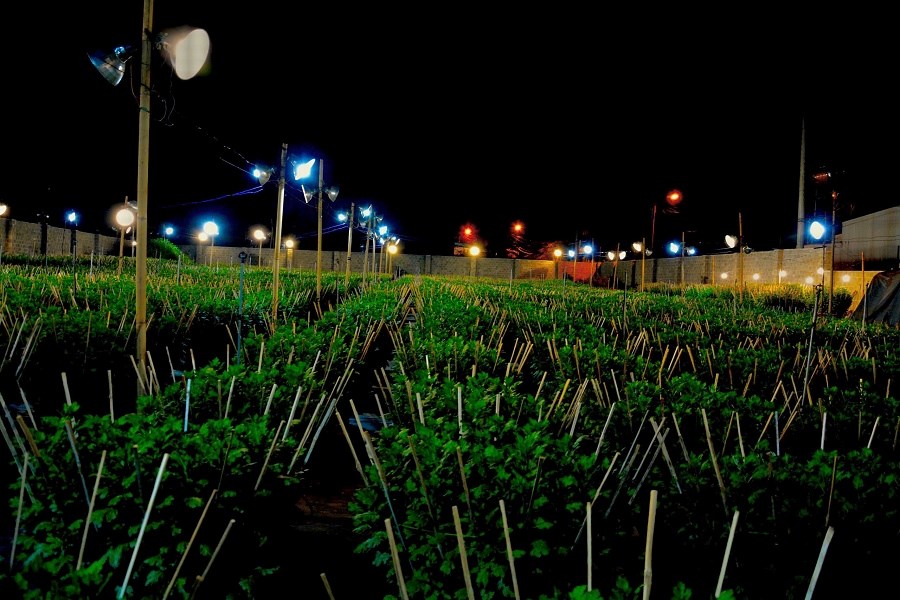 Gia Lai: Chong đèn thắp sáng vườn hoa cúc, giữ hẹn mùa Xuân - ảnh 1