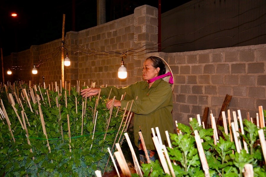 Gia Lai: Chong đèn thắp sáng vườn hoa cúc, giữ hẹn mùa Xuân - ảnh 2