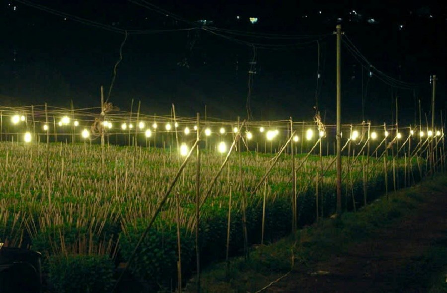 Gia Lai: Chong đèn thắp sáng vườn hoa cúc, giữ hẹn mùa Xuân - ảnh 3