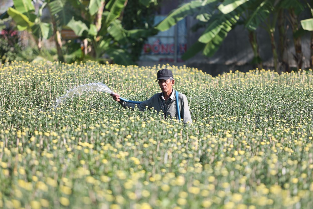 Khánh Hòa: Làng hoa cúc Ninh Giang rộn ràng vào vụ Tết - ảnh 1