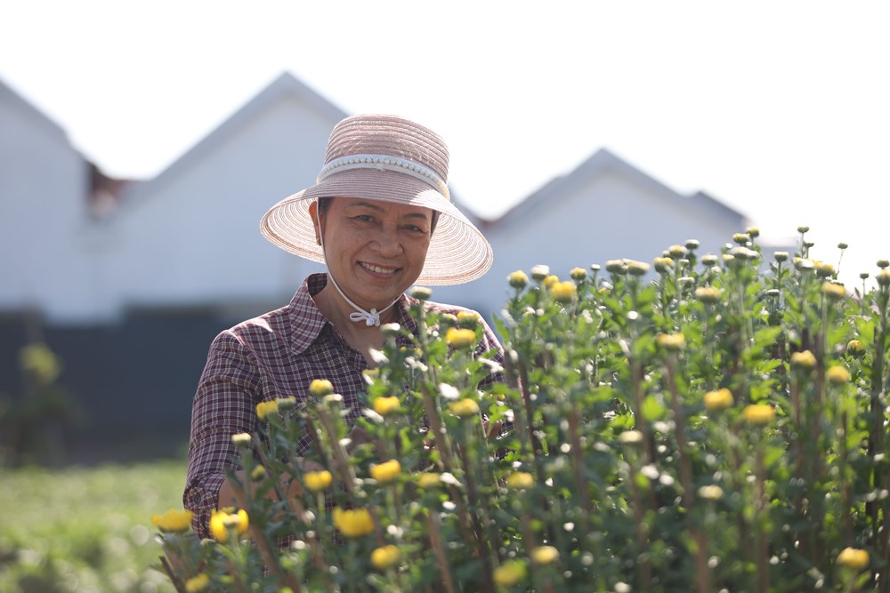 Khánh Hòa: Làng hoa cúc Ninh Giang rộn ràng vào vụ Tết - ảnh 3