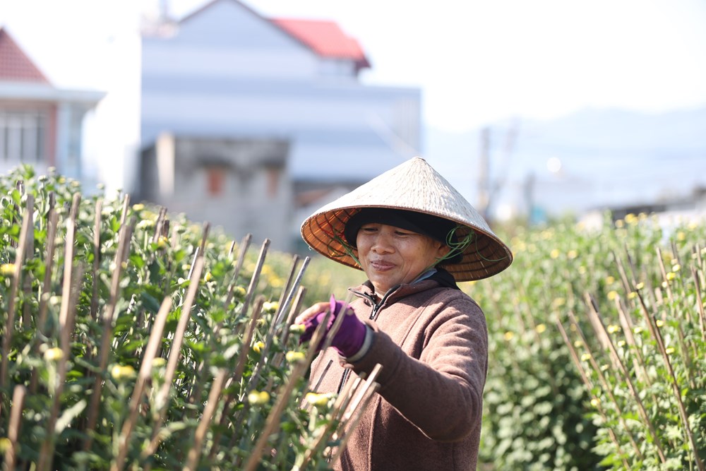 Khánh Hòa: Làng hoa cúc Ninh Giang rộn ràng vào vụ Tết - ảnh 2