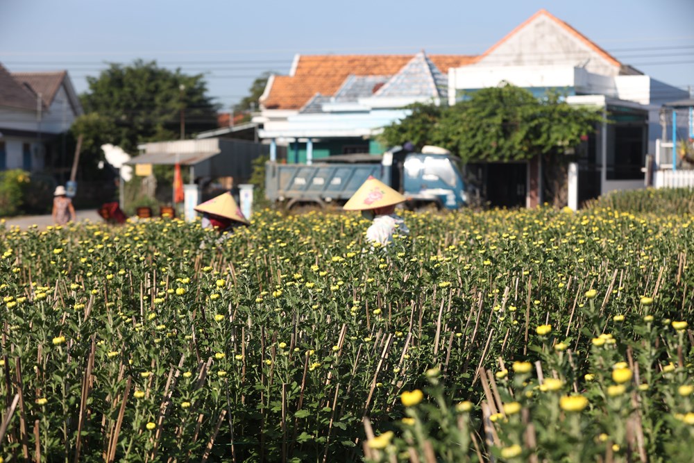 Khánh Hòa: Làng hoa cúc Ninh Giang rộn ràng vào vụ Tết - ảnh 4