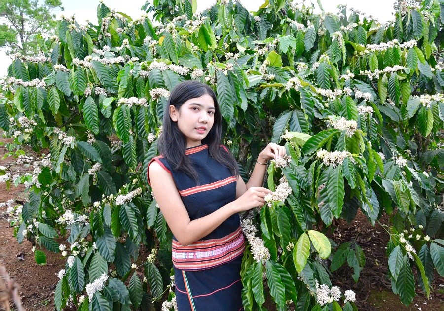 Tinh khôi mùa hoa cà phê nơi đại ngàn - ảnh 1