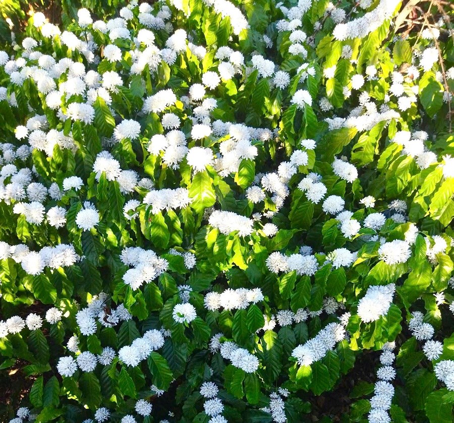 Tinh khôi mùa hoa cà phê nơi đại ngàn - ảnh 2