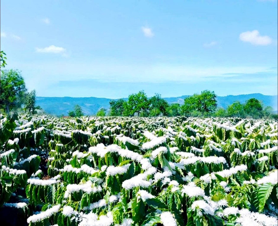 Tinh khôi mùa hoa cà phê nơi đại ngàn - ảnh 3