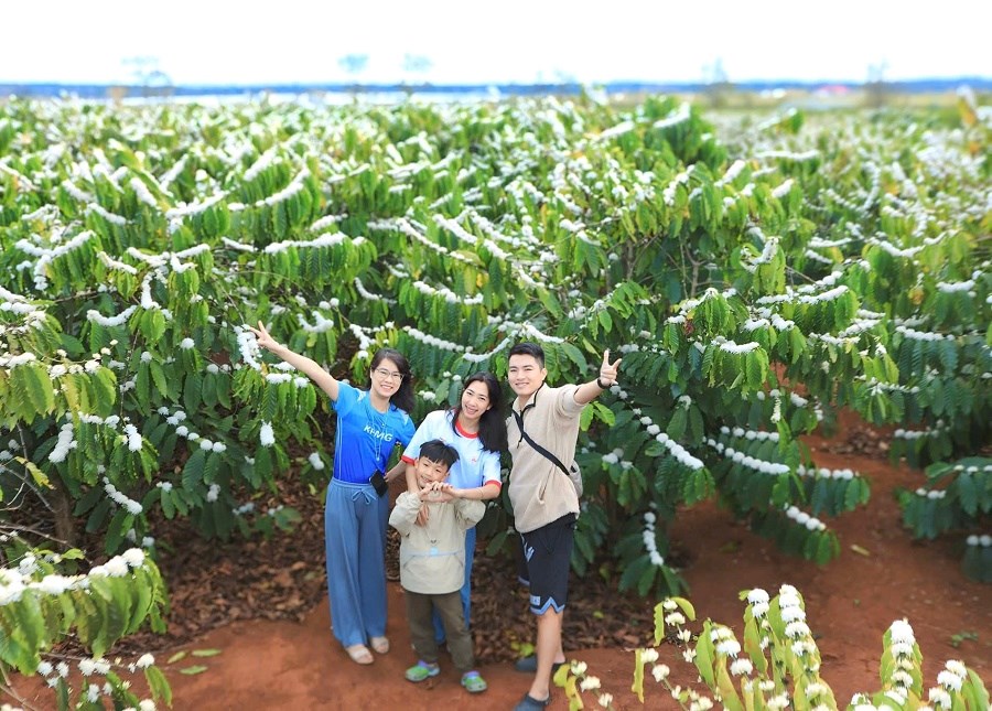 Tinh khôi mùa hoa cà phê nơi đại ngàn - ảnh 5