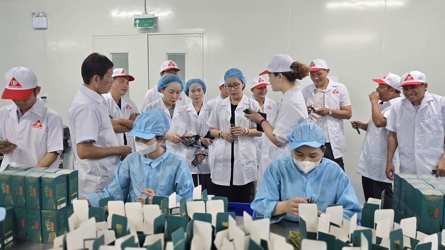 Khát vọng vươn tầm sâm Việt từ vùng đất cửa ngõ Tây Nguyên - ảnh 2