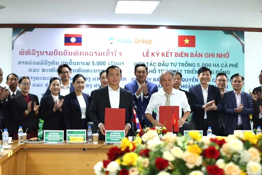 Gia Lai: Tập đoàn HAGL và tỉnh Champasak hợp tác Dự án trồng 5.000ha cà phê - ảnh 2