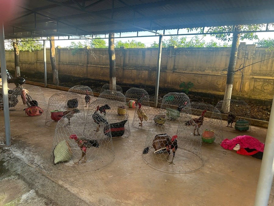 Gia Lai: Bắt giữ 31 đối tượng tham gia đá gà - ảnh 2