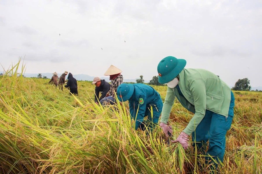 Gia Lai: Chung tay thu hoạch lúa, giảm thiệt hại cho người dân sau mưa lớn - ảnh 3