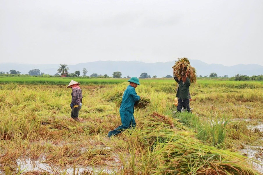 Gia Lai: Chung tay thu hoạch lúa, giảm thiệt hại cho người dân sau mưa lớn - ảnh 1