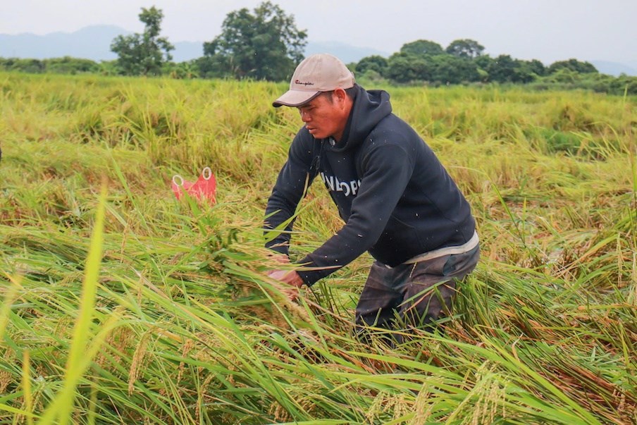 Gia Lai: Chung tay thu hoạch lúa, giảm thiệt hại cho người dân sau mưa lớn - ảnh 2