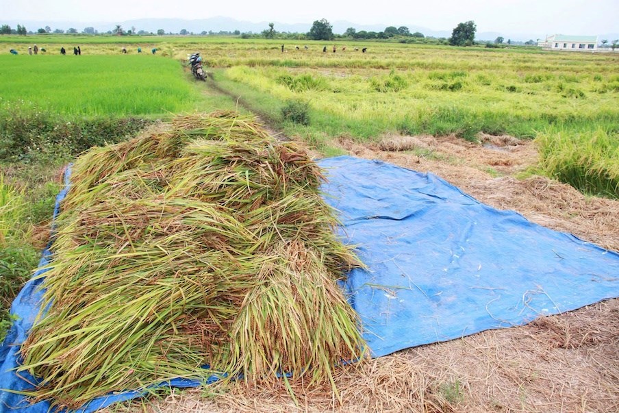 Gia Lai: Chung tay thu hoạch lúa, giảm thiệt hại cho người dân sau mưa lớn - ảnh 4