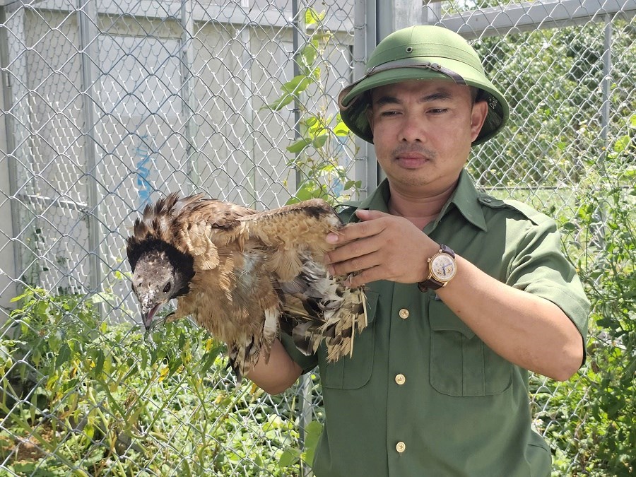 Hành trình đưa động vật hoang dã về rừng - ảnh 2