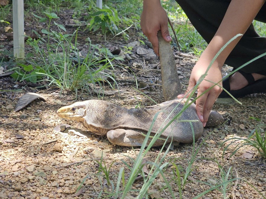 Hành trình đưa động vật hoang dã về rừng - ảnh 3