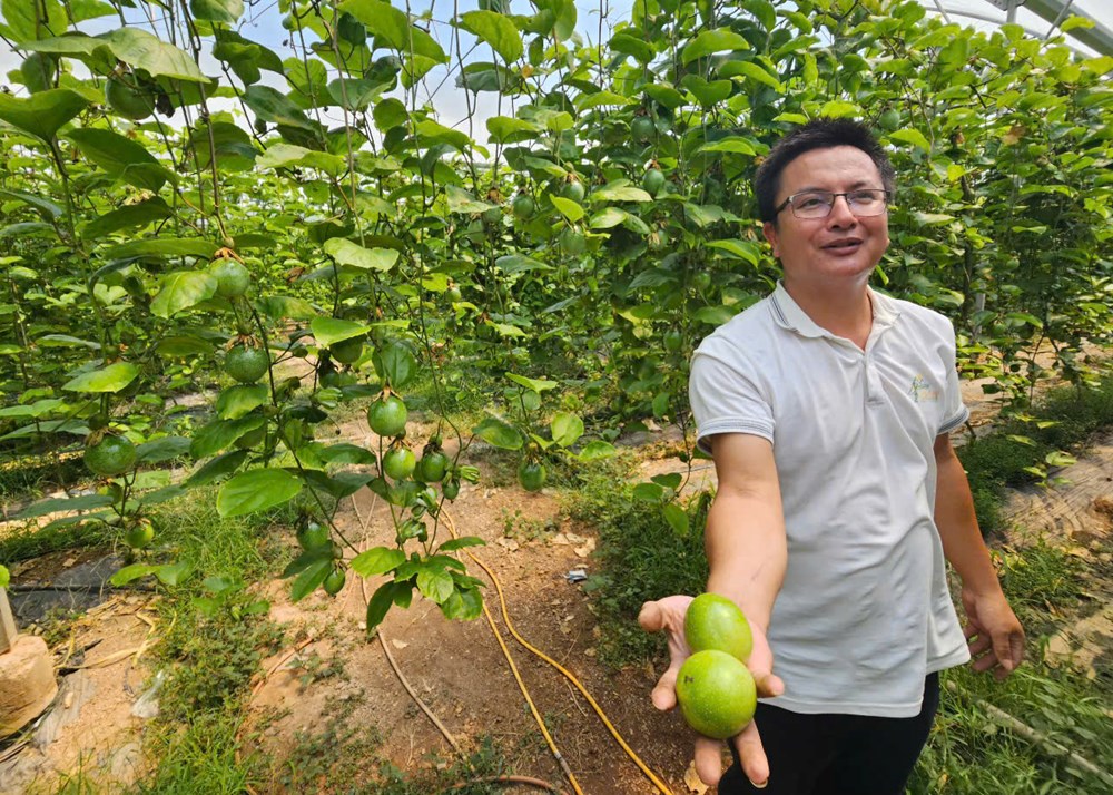 Chanh dây bén rễ trên vùng đất khó Nam Khánh Hòa - ảnh 4