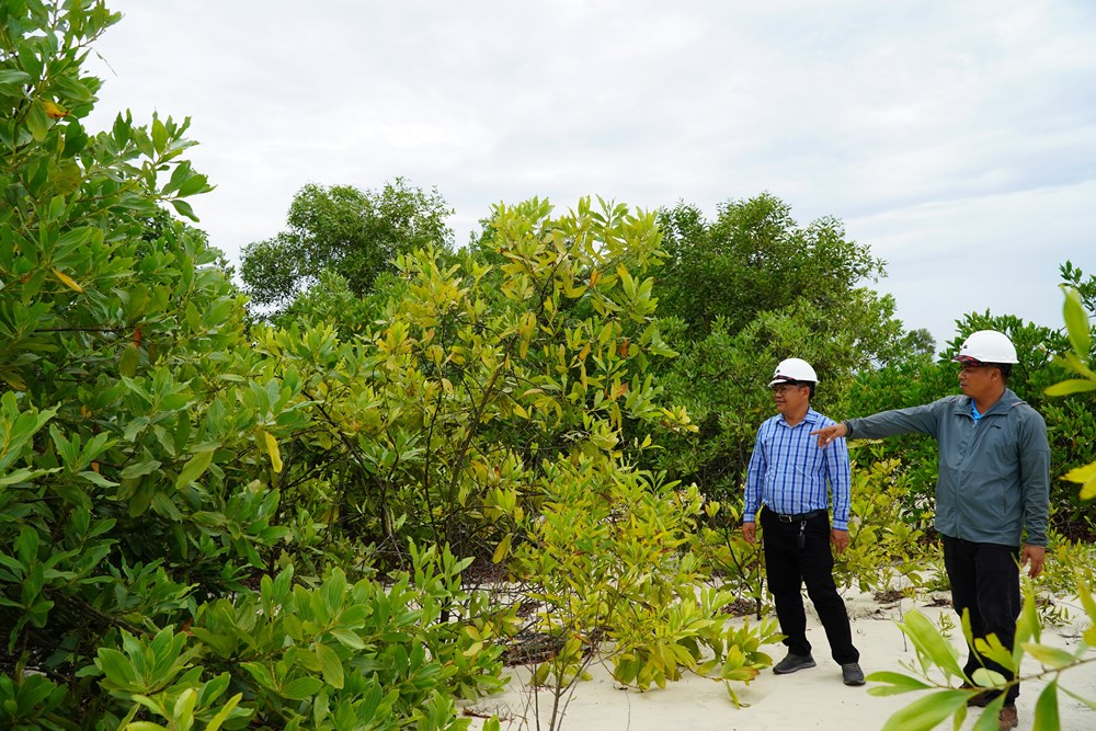 Màu xanh hồi sinh trên những đồi cát trắng - ảnh 4