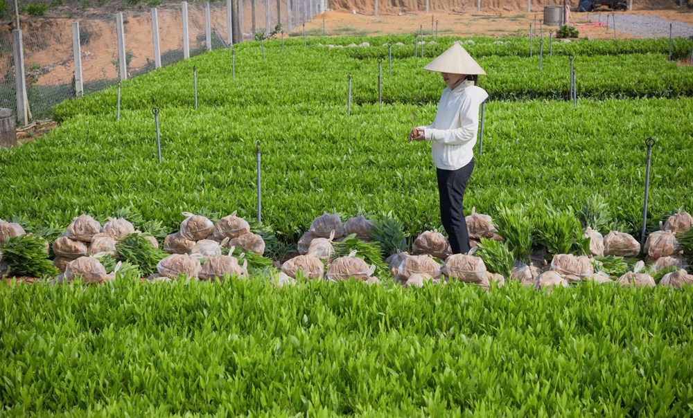 Màu xanh hồi sinh trên những đồi cát trắng - ảnh 5