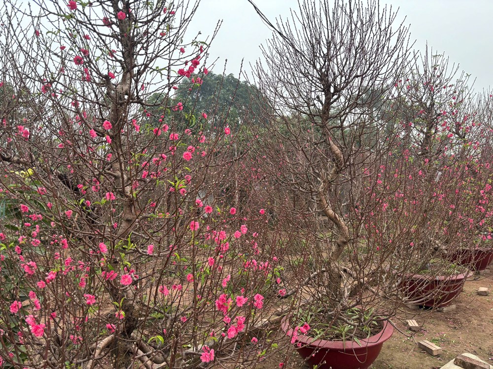 Quất đào rực rỡ cận Tết, người mua vẫn thưa thớt - ảnh 2