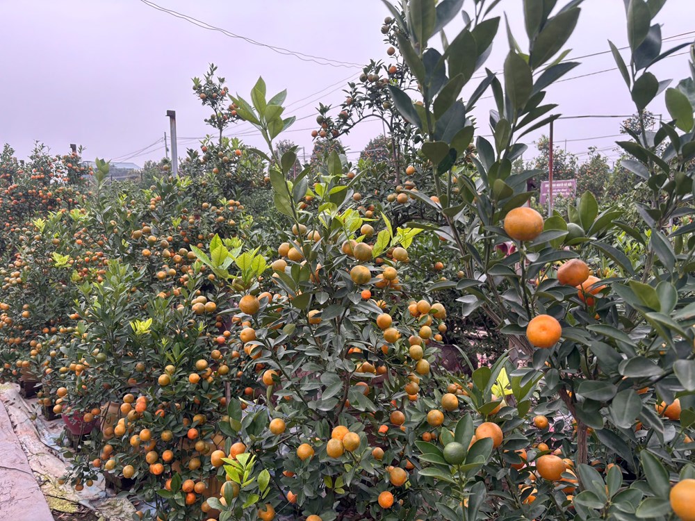 Quất đào rực rỡ cận Tết, người mua vẫn thưa thớt - ảnh 1