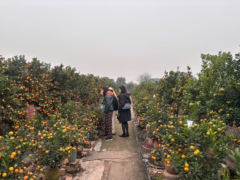 Quất đào rực rỡ cận Tết, người mua vẫn thưa thớt - ảnh 3