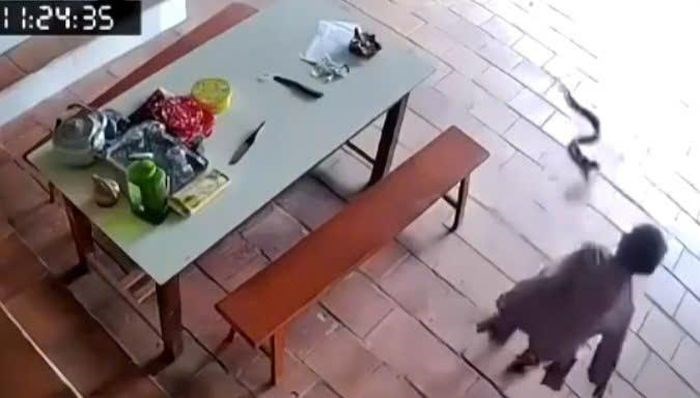 Cụ bà 96 tuổi “thoát nạn” khi cầm gậy xua đuổi rắn hổ mang - ảnh 1
