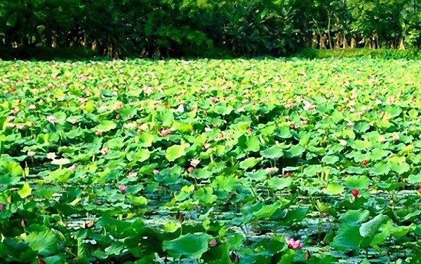 Lắng đọng những xúc cảm thiêng liêng trên quê Bác - ảnh 7