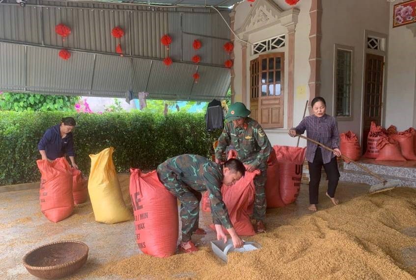 Khắc phục hậu quả, sấy lúa ngâm nước cho bà con vùng lũ - ảnh 1