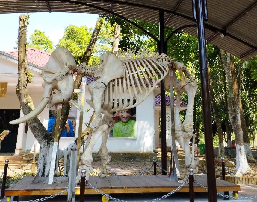 Từ tiêu bản voi rừng, lan tỏa ý thức bảo tồn thiên nhiên - ảnh 1