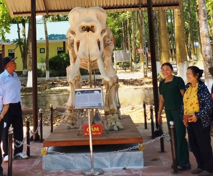 Từ tiêu bản voi rừng, lan tỏa ý thức bảo tồn thiên nhiên - ảnh 2