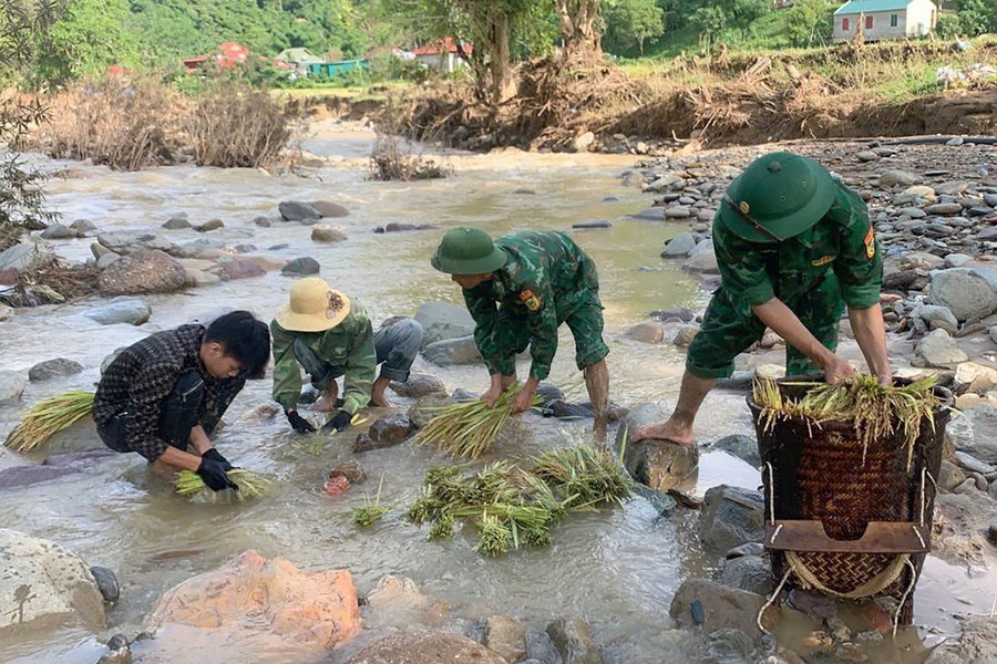 Bộ đội Biên phòng giúp bà con vùng cao gặt lúa sau lũ quét - ảnh 2