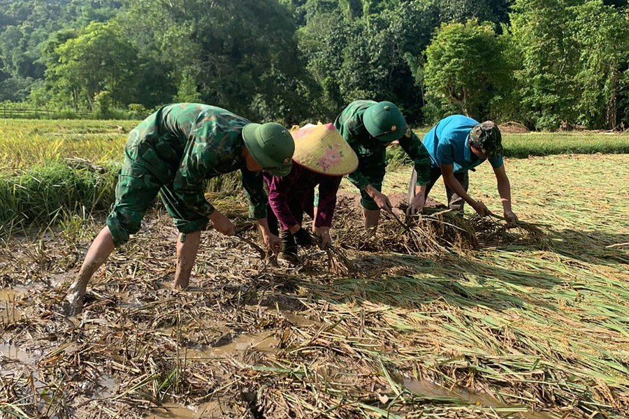 Bộ đội Biên phòng giúp bà con vùng cao gặt lúa sau lũ quét - ảnh 1