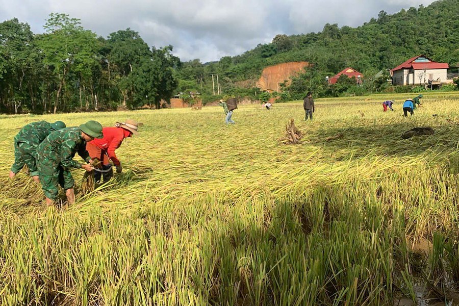 Bộ đội Biên phòng giúp bà con vùng cao gặt lúa sau lũ quét - ảnh 3