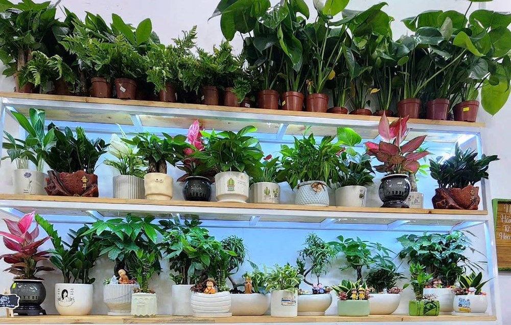 Lan tỏa lối sống đẹp từ “Đổi phế liệu lấy cây xanh” - ảnh 3