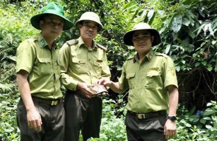Cá thể rùa hộp trán vàng quý hiếm được thả về rừng Pù Huống - ảnh 1