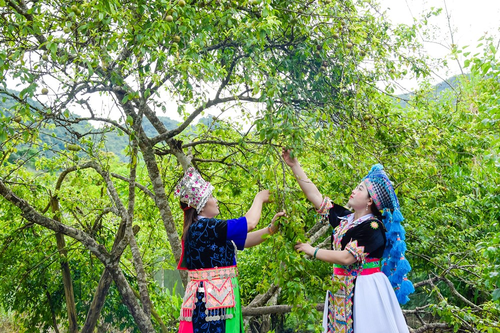 Cây mận tam hoa “đòn bẩy” thoát nghèo ở vùng biên xứ Nghệ - ảnh 4
