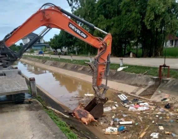 Xác lợn trôi sông, dịch bệnh tả lợn châu Phi diễn biến phức tạp - ảnh 1