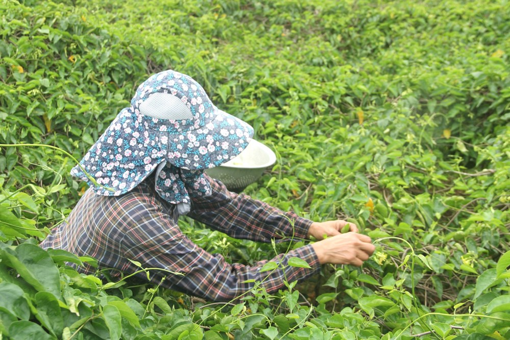 Nông dân nâng cao thu nhập từ trồng hoa thiên lý - ảnh 2