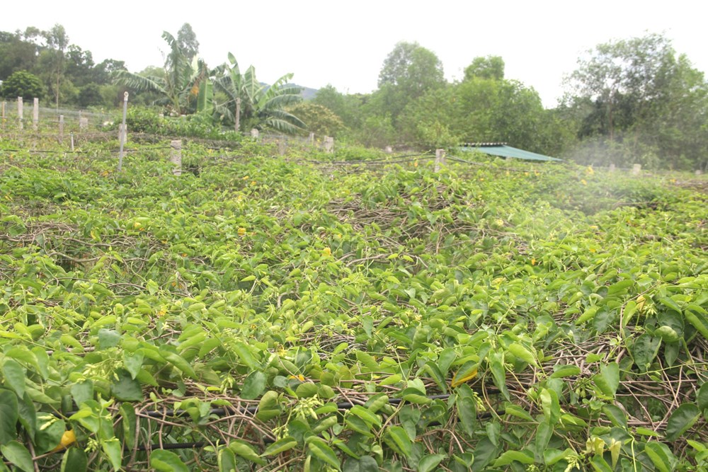 Nông dân nâng cao thu nhập từ trồng hoa thiên lý - ảnh 1