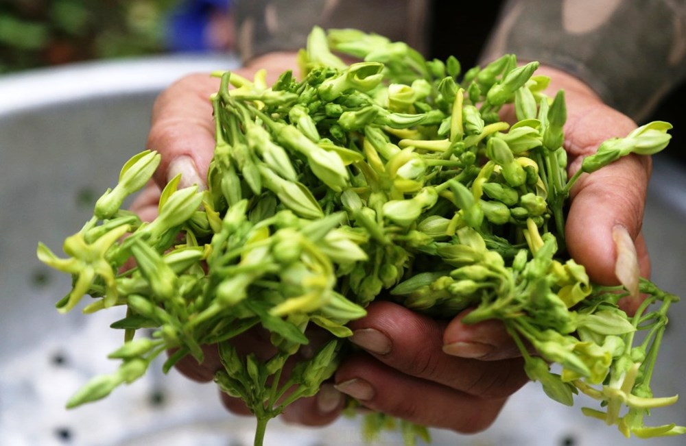 Nông dân nâng cao thu nhập từ trồng hoa thiên lý - ảnh 4