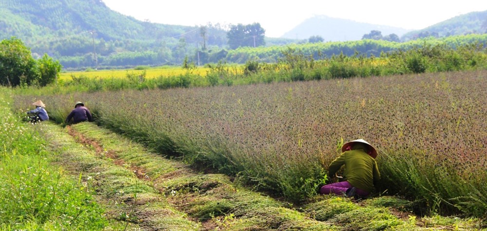 Loài cây “giải nhiệt” giúp nông dân xứ Nghệ phát triển kinh tế - ảnh 1