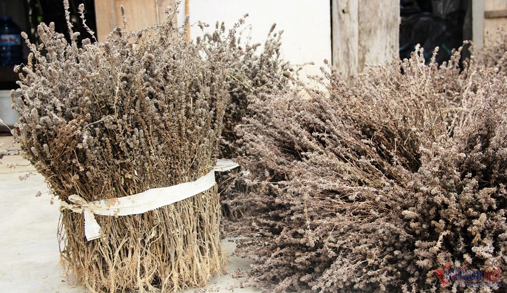 Loài cây “giải nhiệt” giúp nông dân xứ Nghệ phát triển kinh tế - ảnh 3