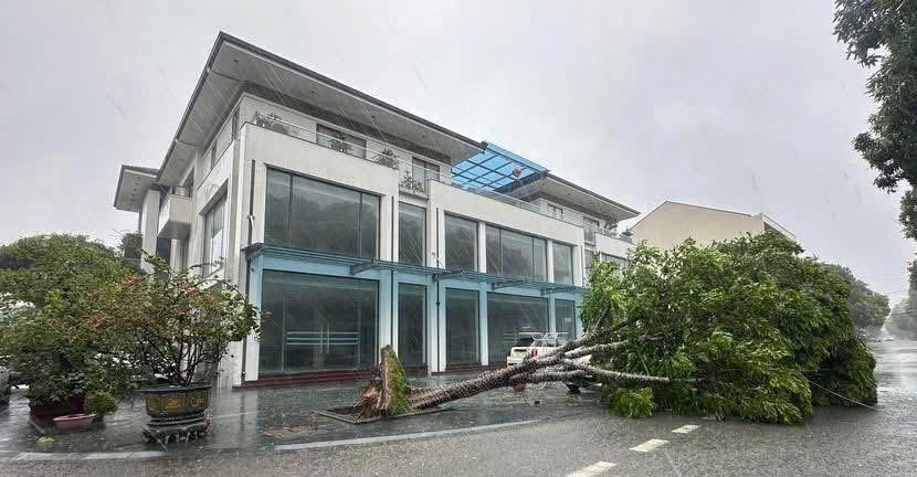 Bão số 5 quét vào Nghệ An, hàng loạt cây xanh gãy đổ, nhiều công trình hư hại - ảnh 5