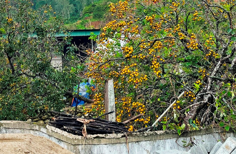 “Thủ phủ hồng” xứ Nghệ thất thu, bà con lao đao - ảnh 3