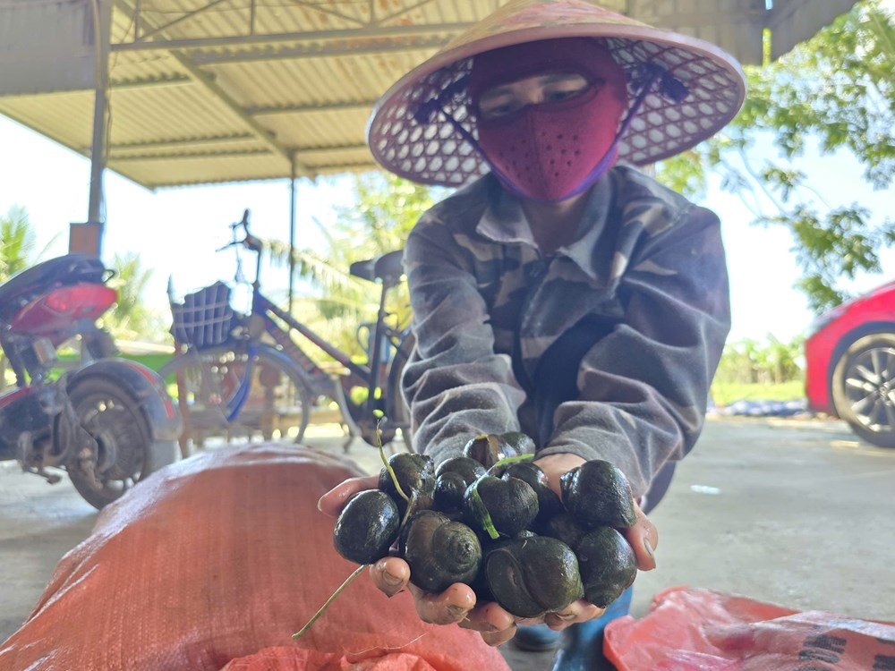 Phát triển kinh tế, thu nhập cao nhờ “đặc sản đồng quê”  - ảnh 2