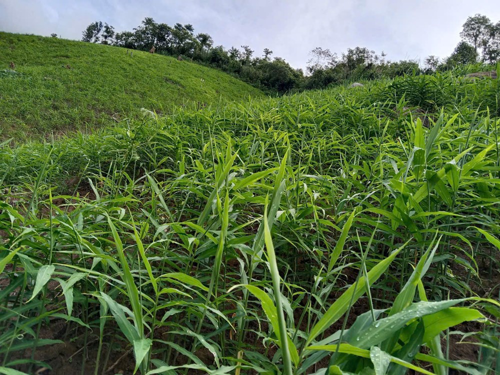 Dòng vốn “ngọt” tiếp sức khát vọng biên cương  - ảnh 2