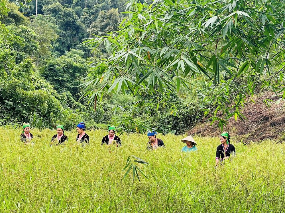 Rộn ràng lễ hội mừng lúa mới của đồng bào Khơ Mú miền Tây xứ Nghệ - ảnh 1