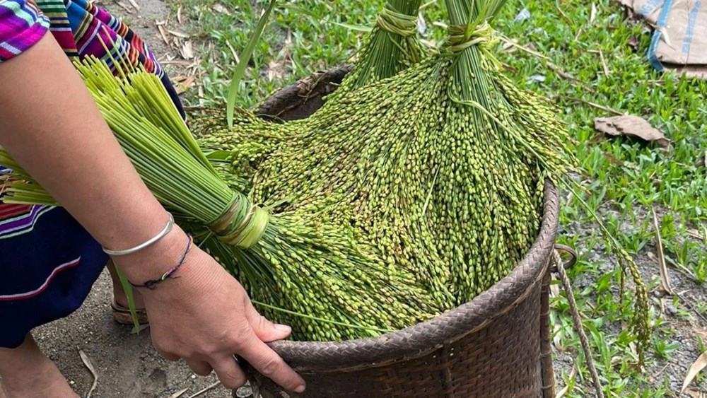 Rộn ràng lễ hội mừng lúa mới của đồng bào Khơ Mú miền Tây xứ Nghệ - ảnh 4